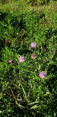 Monarda fistulosa