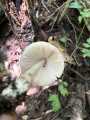 Volvariella