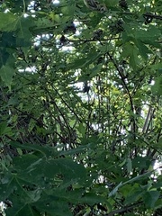 Dumetella carolinensis