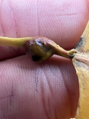 Pemphigus populitransversus