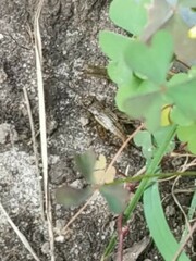 Allonemobius fasciatus