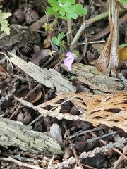 Geranium robertianum