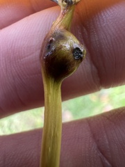 Pemphigus populitransversus