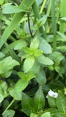 Mentha × piperita
