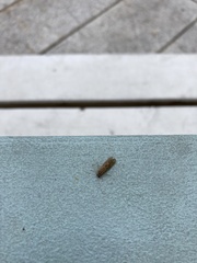 Hydropsyche contubernalis