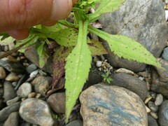 Symphyotrichum prenanthoides