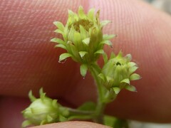 Symphyotrichum prenanthoides