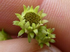 Symphyotrichum prenanthoides