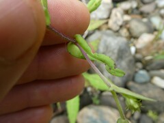 Symphyotrichum prenanthoides