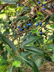 Elaeocarpus reticulatus