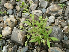 Symphyotrichum prenanthoides