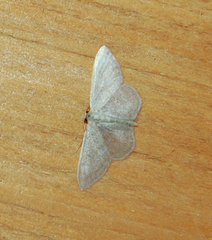 Idaea subsericeata
