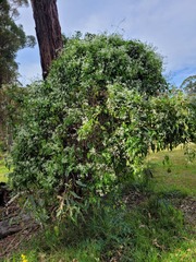 Clematis glycinoides