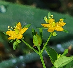 Hypericum mutilum
