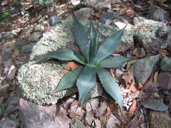 Agave shrevei