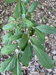 Aronia arbutifolia