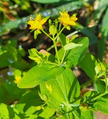 Hypericum mutilum