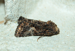 Aedia leucomelas
