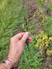 Echinochloa crus-galli