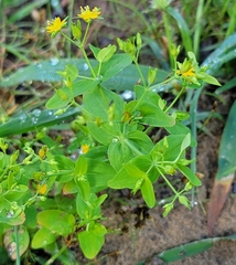 Hypericum mutilum