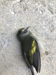 Vermivora chrysoptera