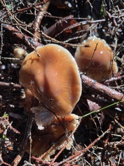 Cortinarius mucosus