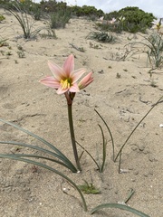 Zephyranthes advena