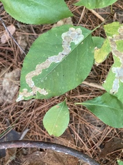 Cameraria caryaefoliella