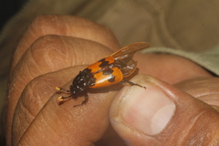 Nicrophorus olidus