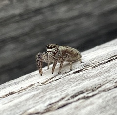 Macaroeris nidicolens