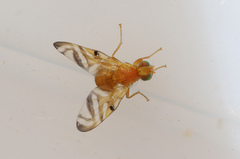 Myoleja lucida