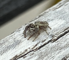 Macaroeris nidicolens