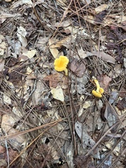 Cantharellus lateritius
