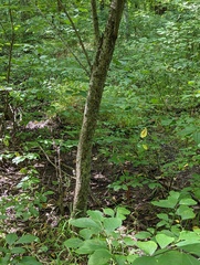 Crataegus phaenopyrum