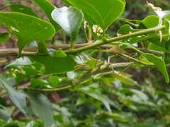Schizomantodea
