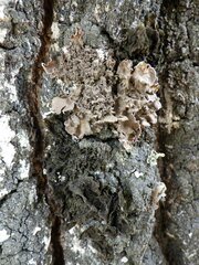 Nephroma tangeriense