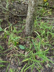 Crataegus phaenopyrum