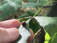 Caryomyia tuberculata