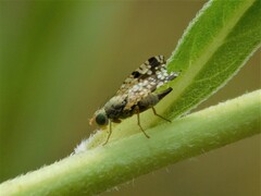 Neotephritis finalis