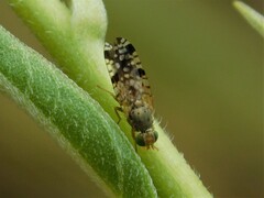 Neotephritis finalis