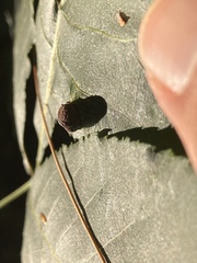 Caryomyia tuberculata