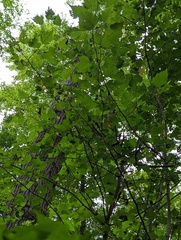 Crataegus phaenopyrum