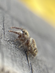 Macaroeris nidicolens