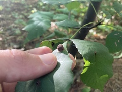 Caryomyia tuberculata