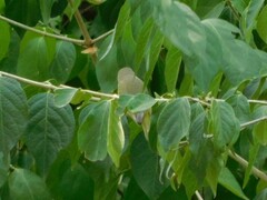 Leiothlypis ruficapilla