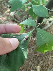 Caryomyia tuberculata
