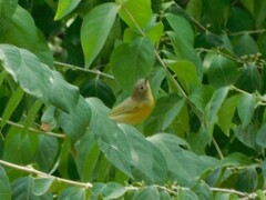 Leiothlypis ruficapilla