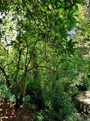 Hibiscus rosa-sinensis