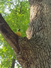 Pleurotus citrinopileatus