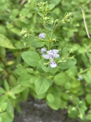 Trichostema nesophilum